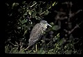 10611-00038-Herons.jpg