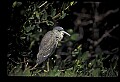 10611-00039-Herons.jpg