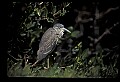 10611-00040-Herons.jpg