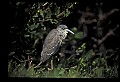 10611-00042-Herons.jpg