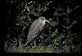10611-00043-Herons.jpg