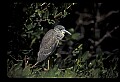 10611-00044-Herons.jpg