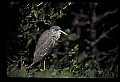 10611-00045-Herons.jpg