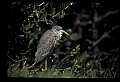10611-00046-Herons.jpg