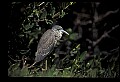 10611-00048-Herons.jpg