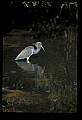 10611-00049-Herons.jpg