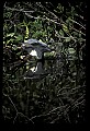 10611-00051-Herons.jpg