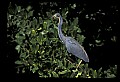 10611-00054-Herons.jpg