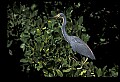 10611-00055-Herons.jpg