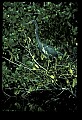 10611-00056-Herons.jpg