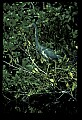 10611-00057-Herons.jpg