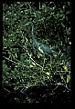 10611-00058-Herons.jpg