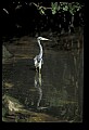 10611-00059-Herons.jpg