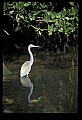 10611-00060-Herons.jpg