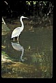 10611-00061-Herons.jpg