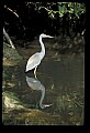 10611-00062-Herons.jpg