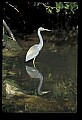 10611-00063-Herons.jpg