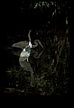 10611-00064-Herons.jpg
