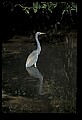 10611-00066-Herons.jpg