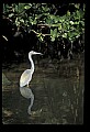 10611-00067-Herons.jpg