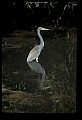 10611-00068-Herons.jpg