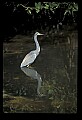 10611-00069-Herons.jpg