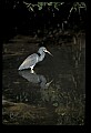 10611-00070-Herons.jpg