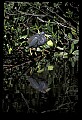 10611-00072-Herons.jpg