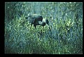 10611-00073-Herons.jpg