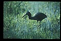 10611-00074-Herons.jpg