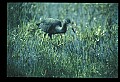 10611-00075-Herons.jpg