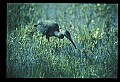 10611-00076-Herons.jpg