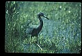 10611-00077-Herons.jpg