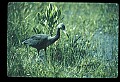 10611-00078-Herons.jpg