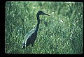 10611-00079-Herons.jpg