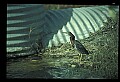 10611-00080-Herons.jpg