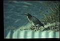 10611-00081-Herons.jpg