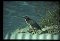 10611-00082-Herons.jpg