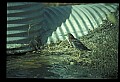 10611-00083-Herons.jpg