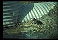 10611-00084-Herons.jpg