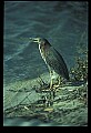 10611-00085-Herons.jpg
