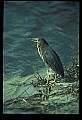 10611-00086-Herons.jpg