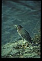 10611-00087-Herons.jpg
