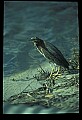 10611-00088-Herons.jpg