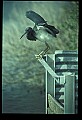10611-00089-Herons.jpg