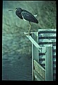 10611-00090-Herons.jpg