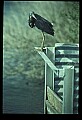 10611-00091-Herons.jpg