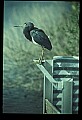 10611-00093-Herons.jpg