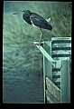 10611-00094-Herons.jpg