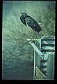 10611-00095-Herons.jpg